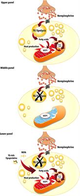 Brown Adipose Tissue Energy Metabolism in Humans